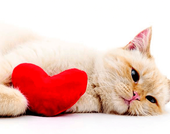 É possível adestrar gatos?