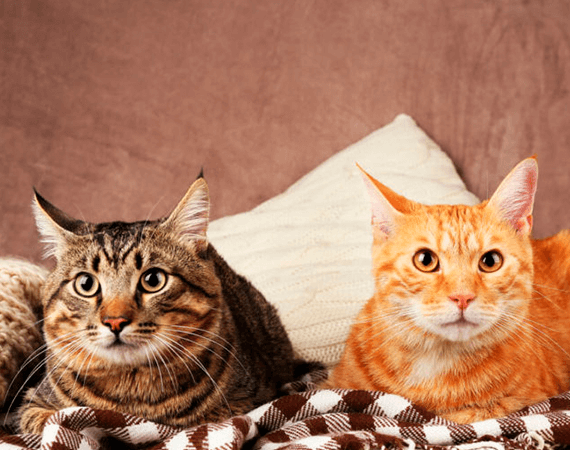 Minha gata não aceita a outra